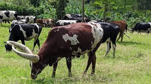 livestock supply chain in Uganda